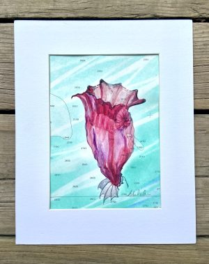 Windward Passage - sea cucumber